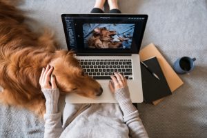 working with your dog